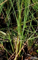 Carex diandra -- Draht Segge